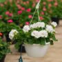 Geranium – Calliope Large White – 10″ Hanging Basket